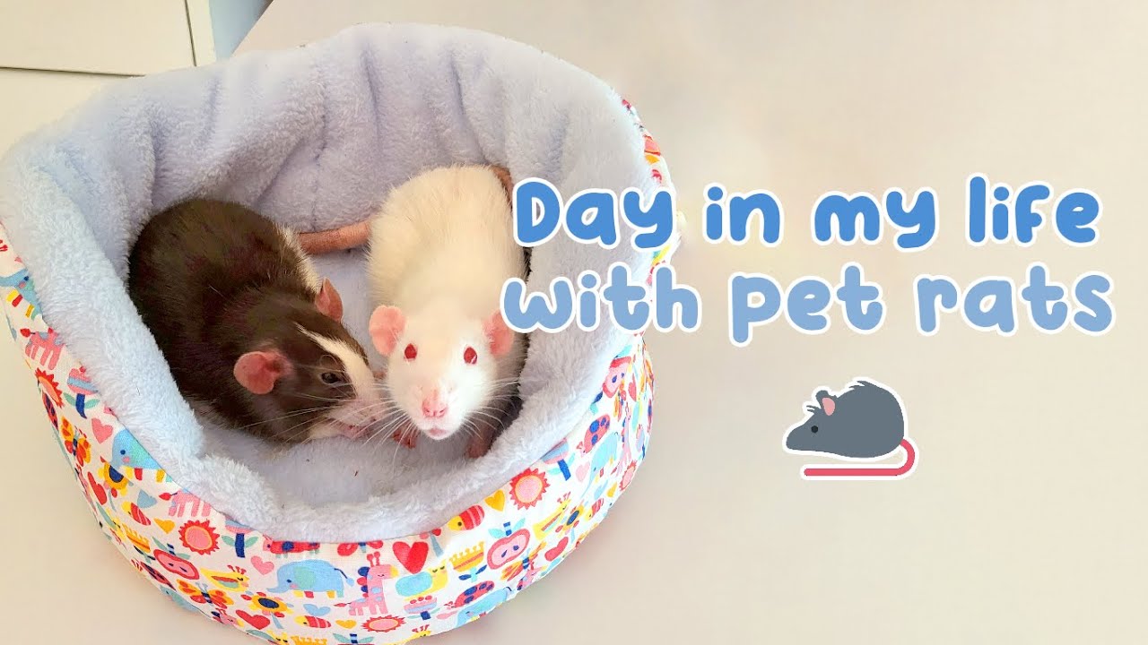 Day in my life with pet rats 🐀 | Rat Routine  + sewing hammocks ✨ ♡