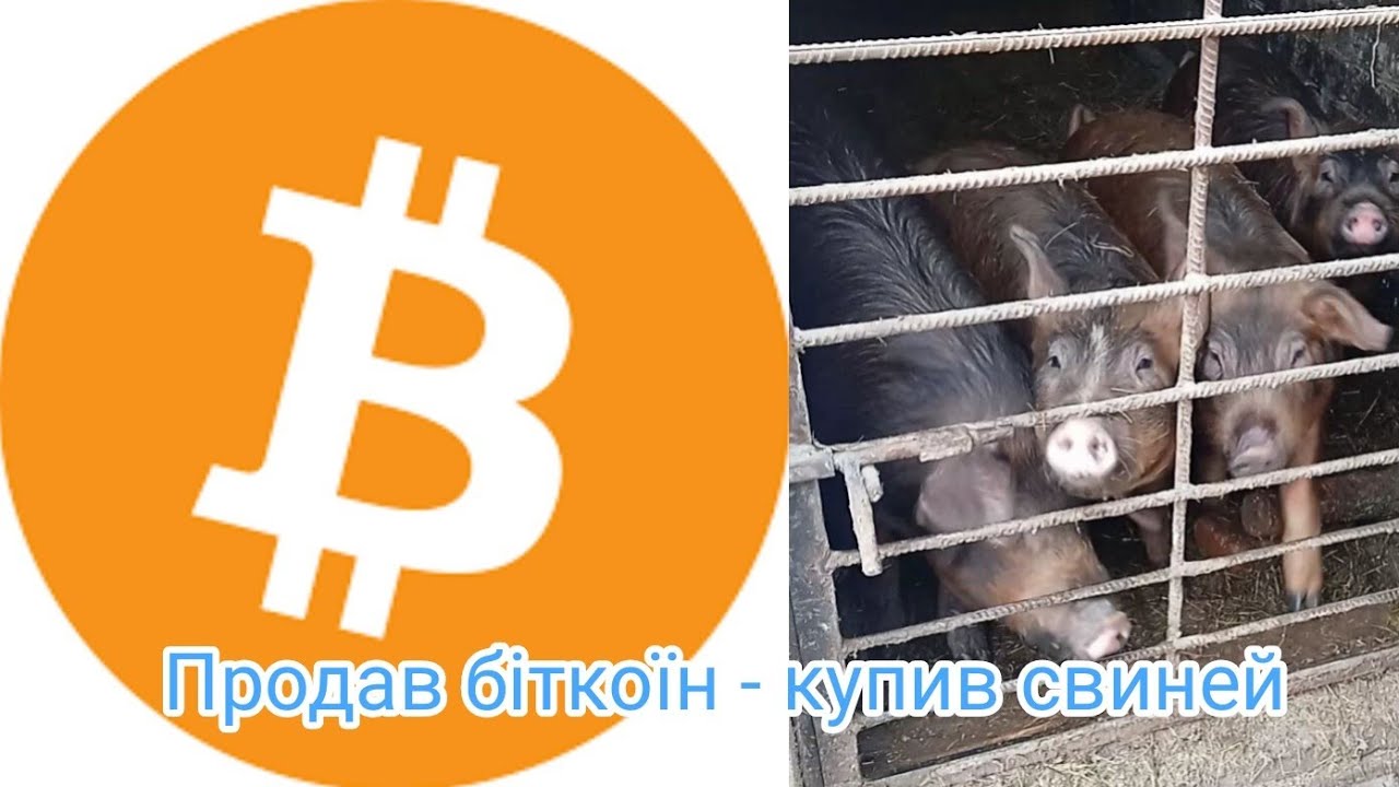 Втратили гроші на свинях: помилки, поради, розрахунок чи вигідно