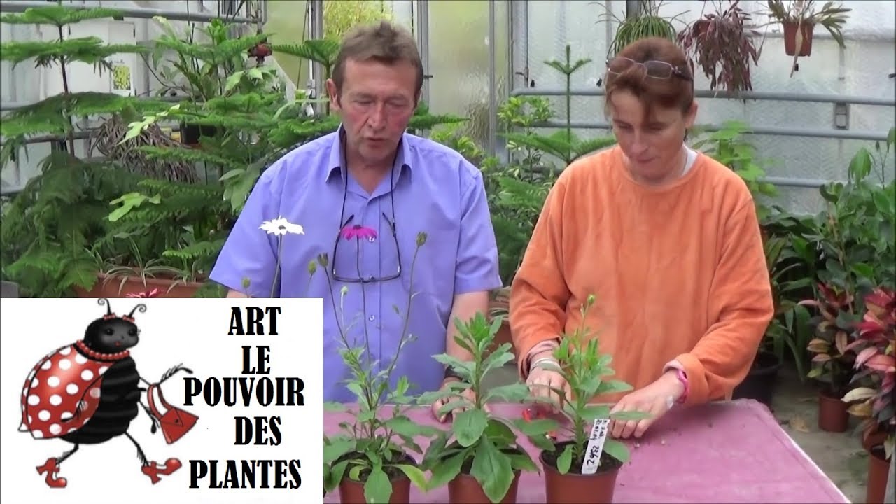 chaine tv de Jardinage: Dimorphothéca  ou Osteospermum: Comment faire un Semis: Plantes annuelles