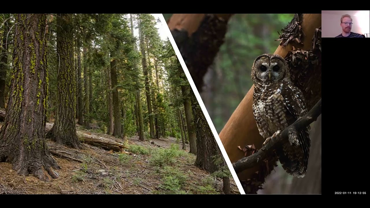 A Burning Issue: Spotted owls and Wildfire with Gavin Jones