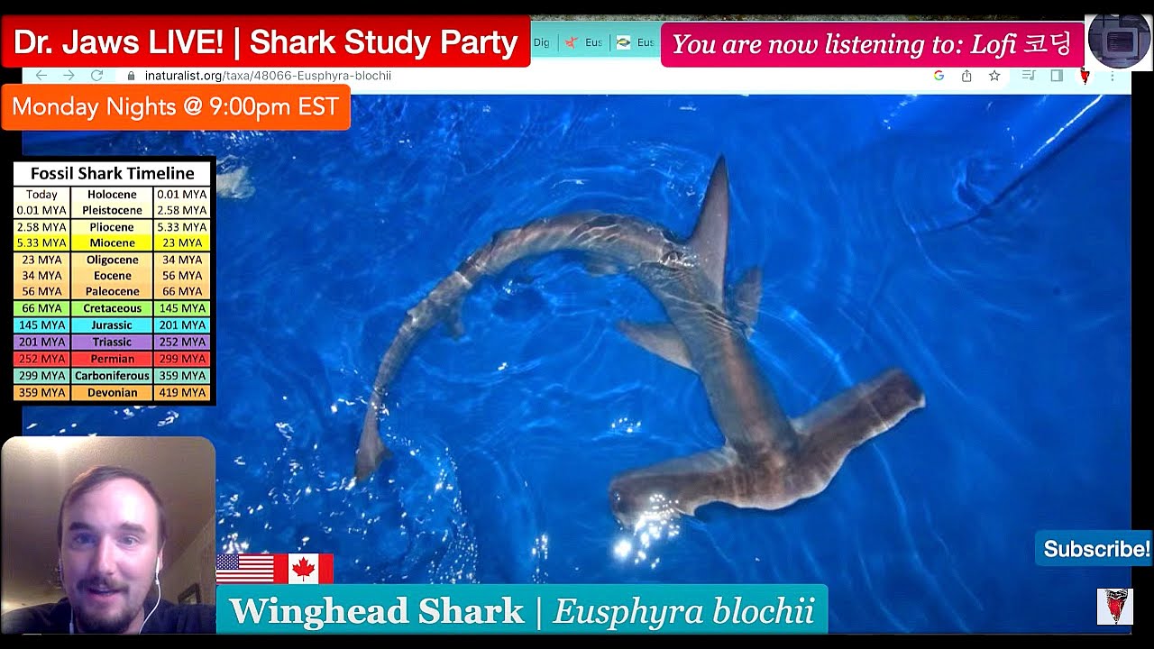 Dr. Jaws LIVE! #42 Winghead Shark Study Party