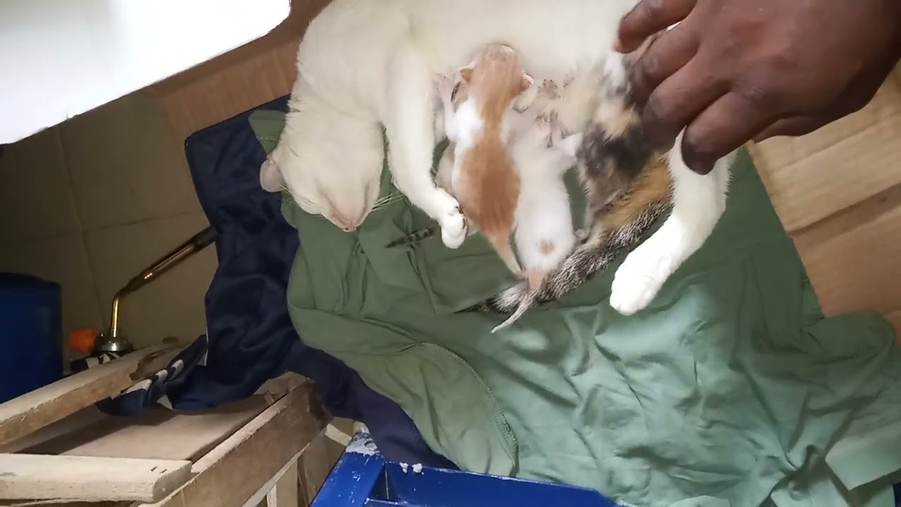 Cute kittens