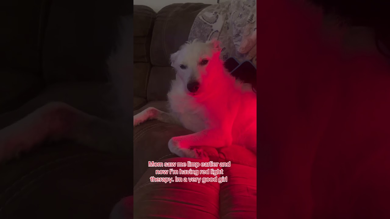 Dogs do 