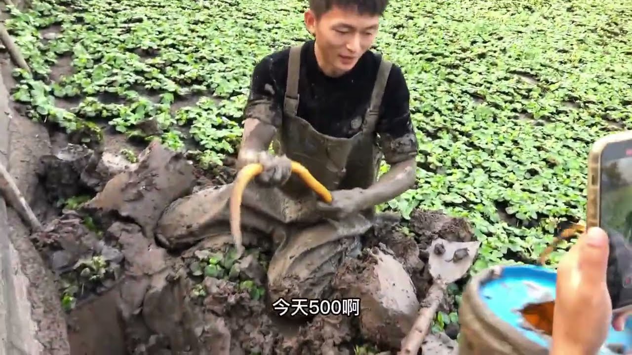誰懂啊！抓過的螃蟹塘里居然還藏着這麼多大貨，越抓越過癮，太爽了！#熱門