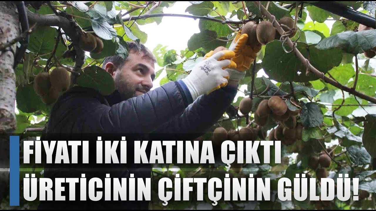 Fiyatı İki Katına Çıktı Çiftçinin Yüzü Güldü! Çarşamba Ovası'nda Kivi Üretimi / AGRO TV HABER