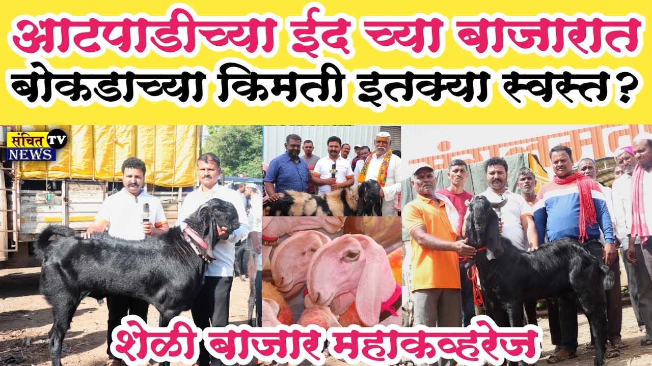 #आटपाडी शेळी बाजार महाकव्हरेज | आटपाडी बाजारात शेळ्याच्या किमती इतक्या स्वस्त? मेंढी बाजार आटपाडी