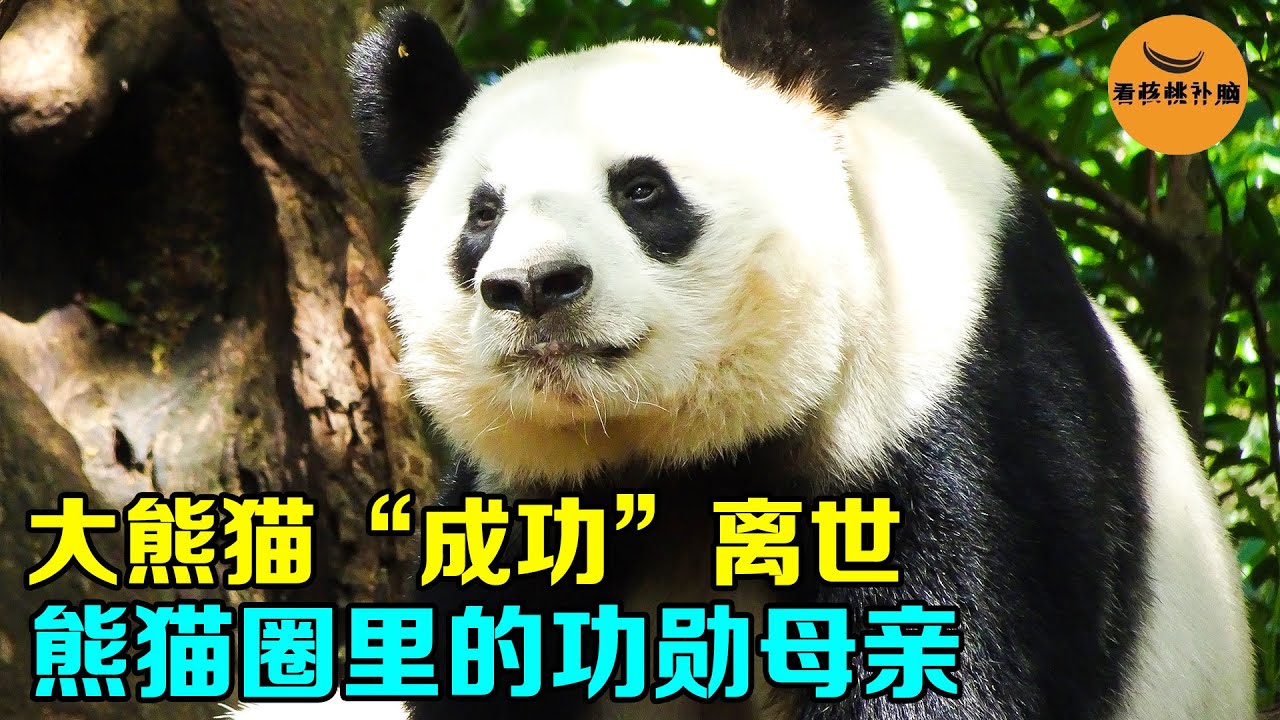 大熊猫“成功”离世，熊猫圈里的功勋母亲，花花的妈妈，白到发光的洁癖公主 【看核桃补脑】