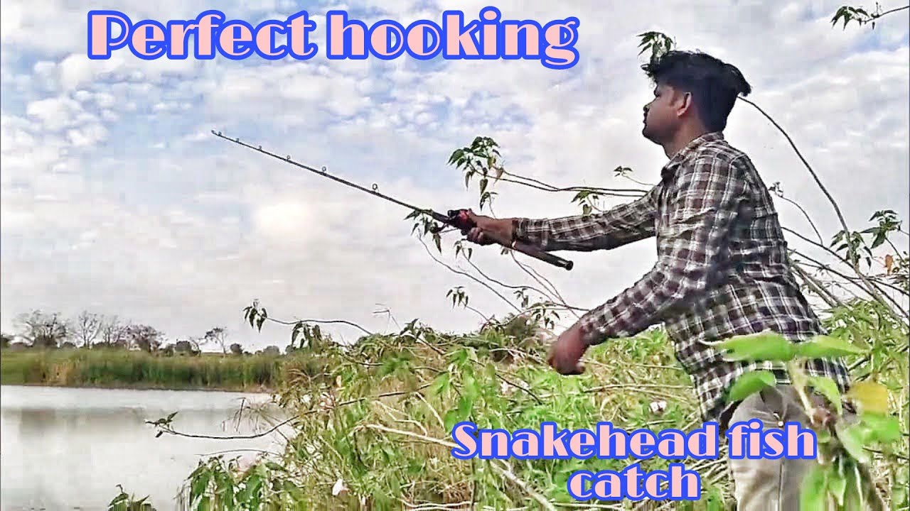 Perfect hooking | Snakehead fish catch murrel fishing India Fisherman hooks
