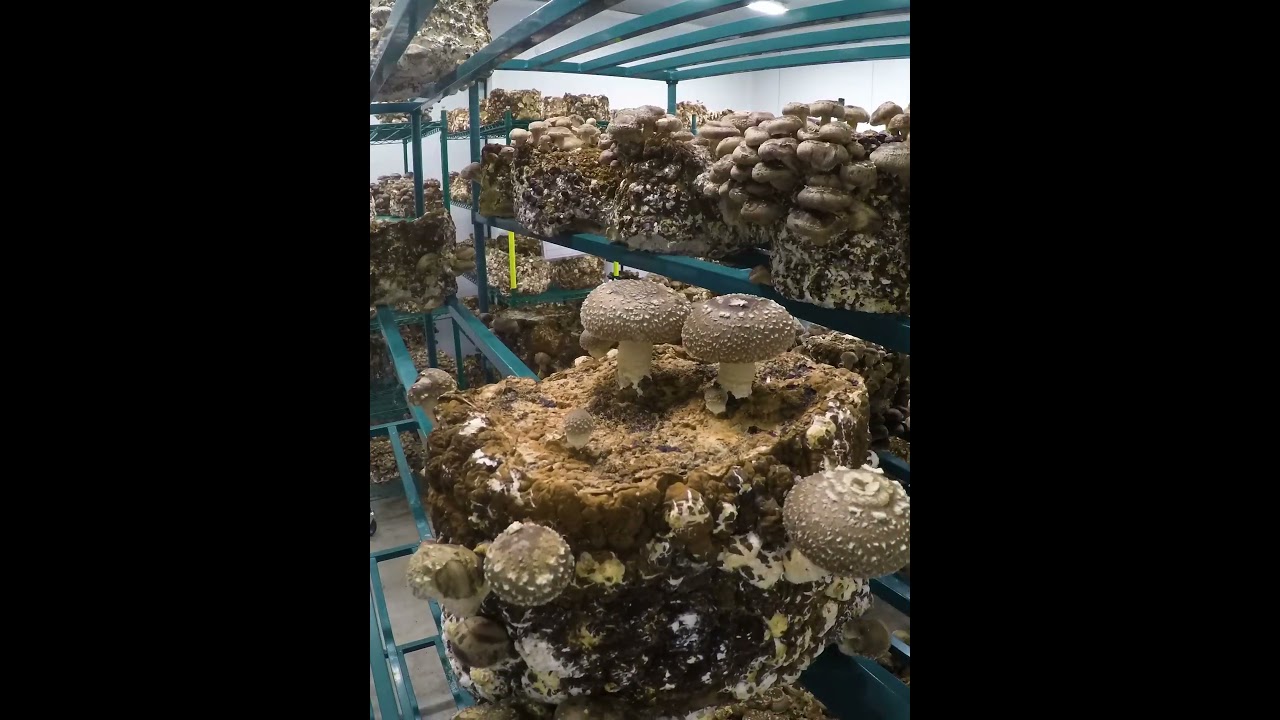 Shiitake Mushroom Timelapse: 7 Days of Growth in 10 Seconds