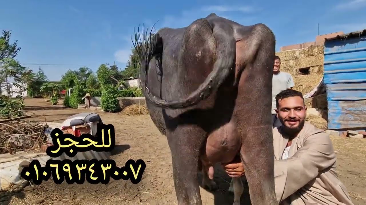 أسعار الجاموس الوالد