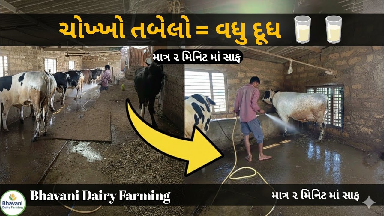 ગૌમાતાનું સ્નાન અને તબેલાની સફાઈ: આ રીતે કરો પશુઓની સેવા 🙏 #Shorts #Gujarat #BhavaniDairyFarming 