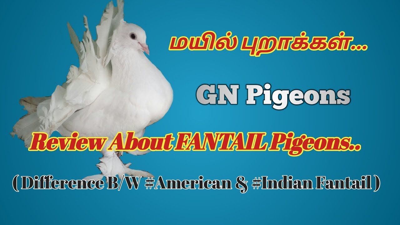 A review about FANTAIL pigeons - மயில் புறா