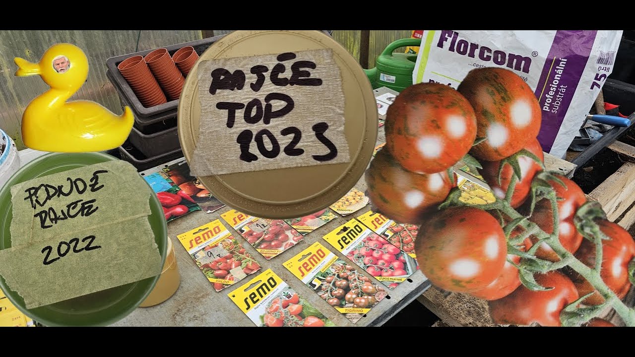 🍅 Rajčata TOP + PODNOŽE pro výsev! Jedinečná semínka jen za poštovné! 🎁