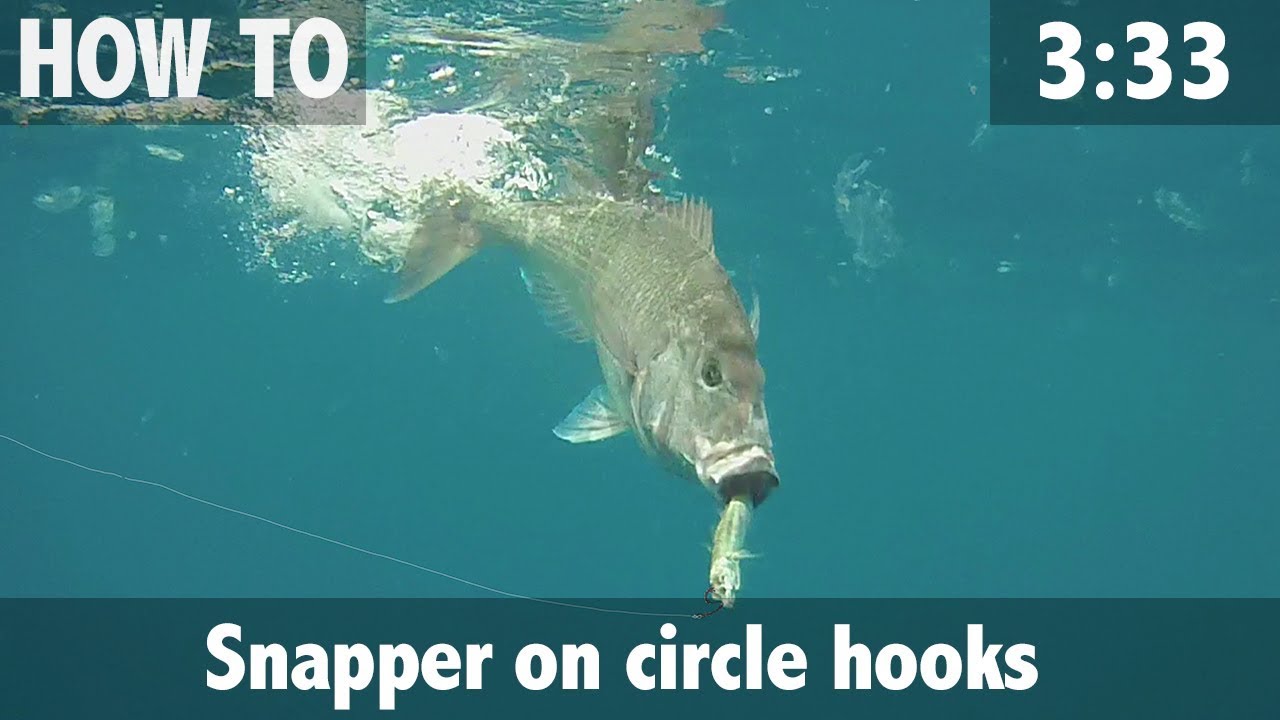 Snapper on Circle Hooks