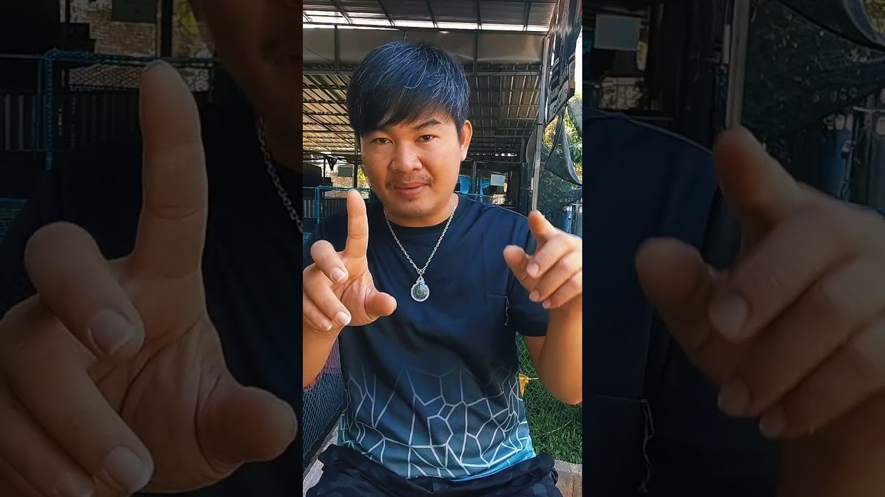 Ep11.มือใหม่นักพัฒาสายพันธุ์พม่า #บิ๊กแคนฟาร์ม