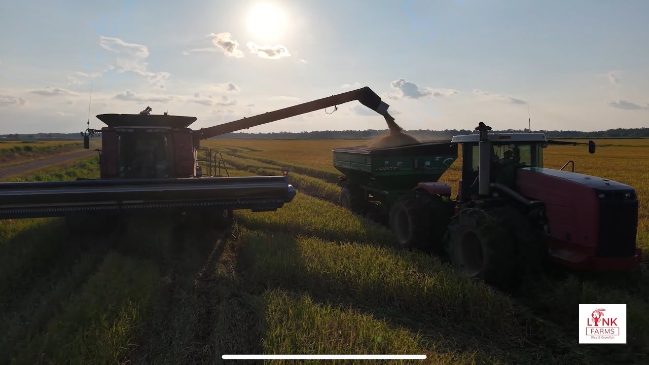 Rice Harvest Louisiana style, drone footage