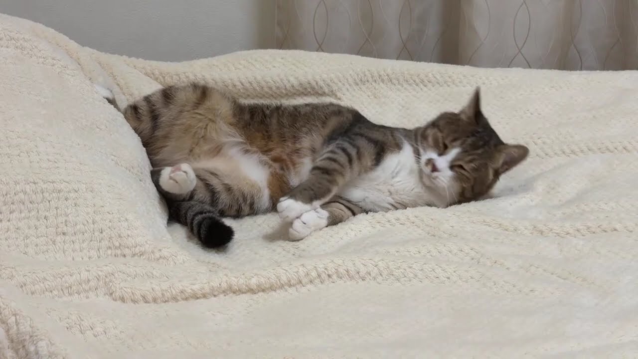 猫とこよみ がライブ配信中！