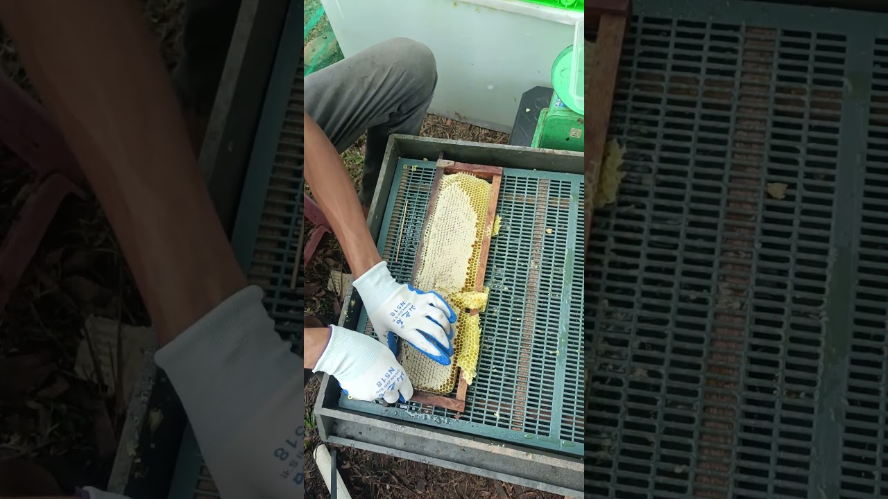 Cut the honey head into the box. #bee #beefeater #beebreeder #saveourbees