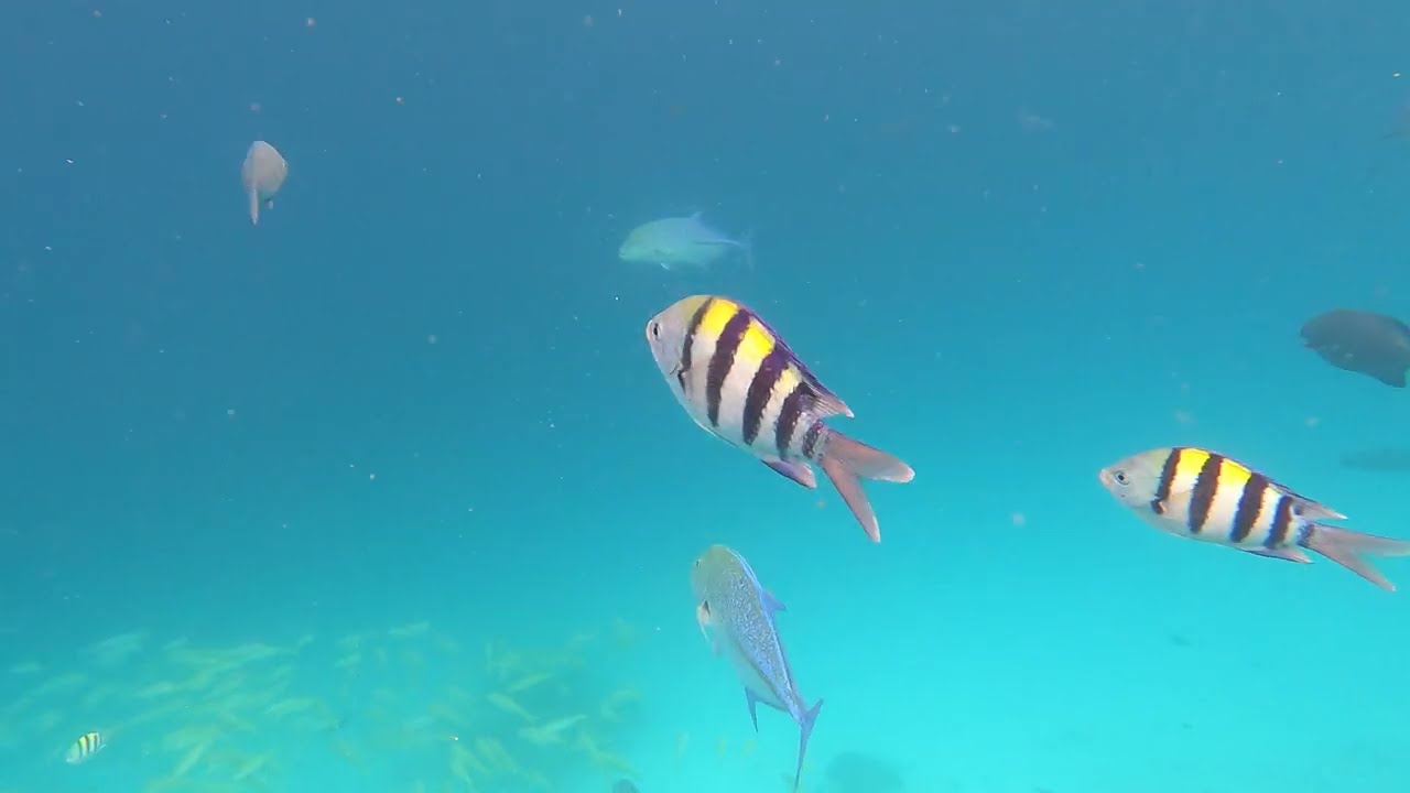 House Reef Snorkel Moofushi