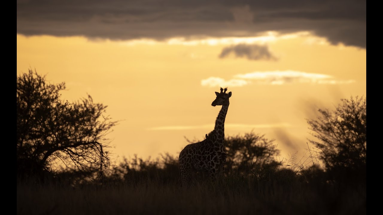 Tanzania 2024. The Serengeti will change your view of the world.
