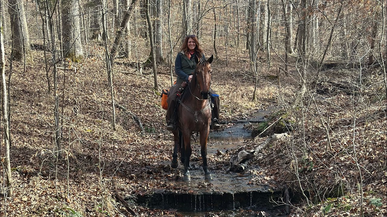 I Am Your Hucklebearer Reg Racking gelding 3 Coming 4 yrs old. 15.2 hh 