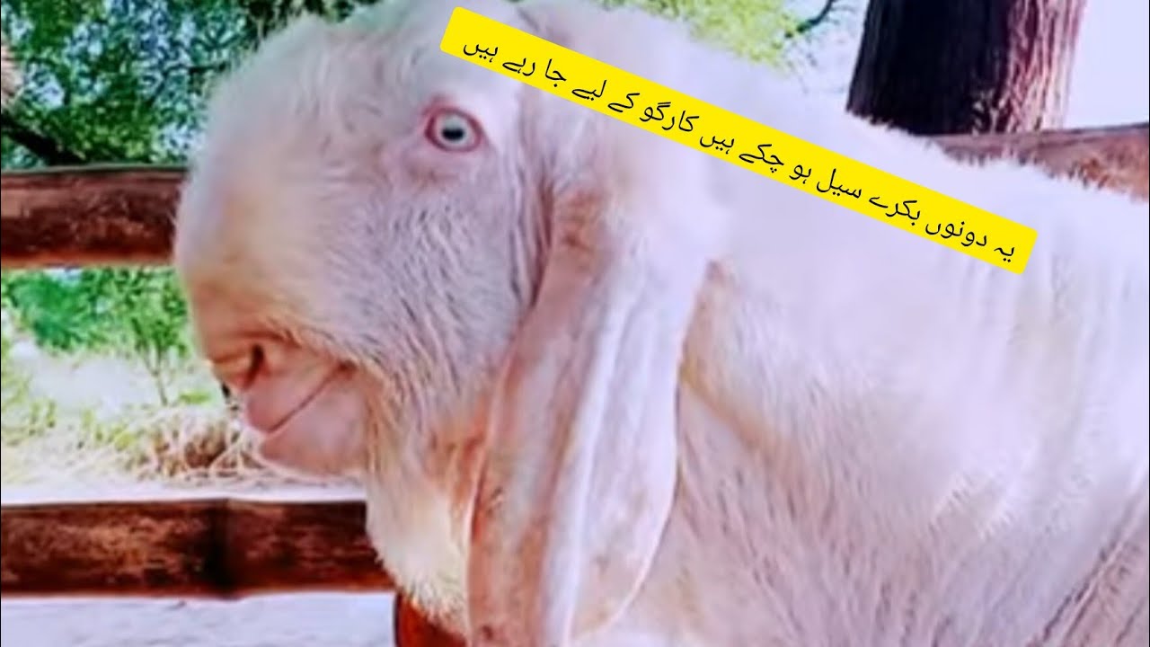 خورشید گوٹ  فارم راجن پور خورشید کا کام دیکھیں اور کاروبار دیکھیں اور کارگو کرانے کا طریقہ دیکھیں 