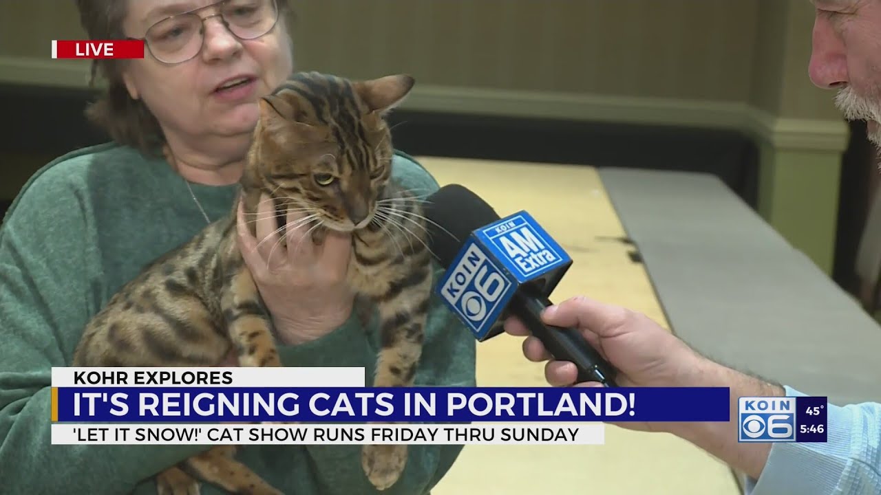 Kohr Explores: 'It's Reigning Cats' in Portland