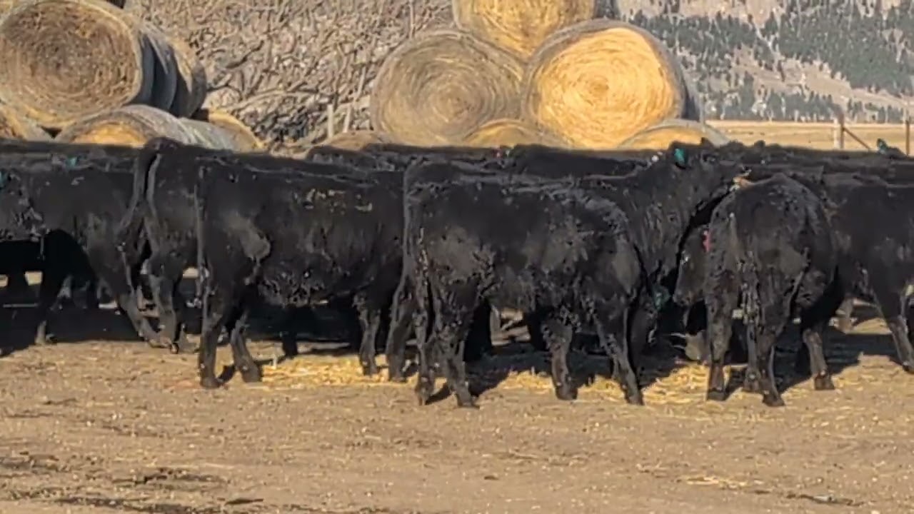 U Cross Replacement Heifers