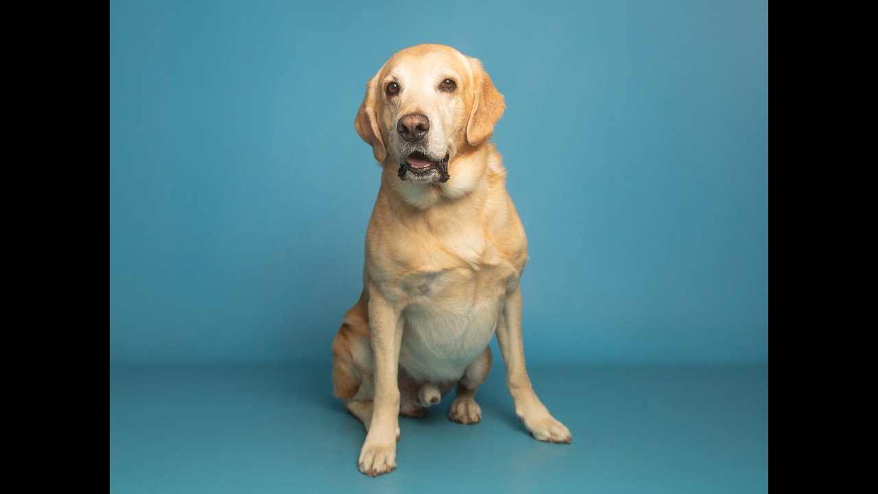 Special Needs Labrador Looking for Special Home!