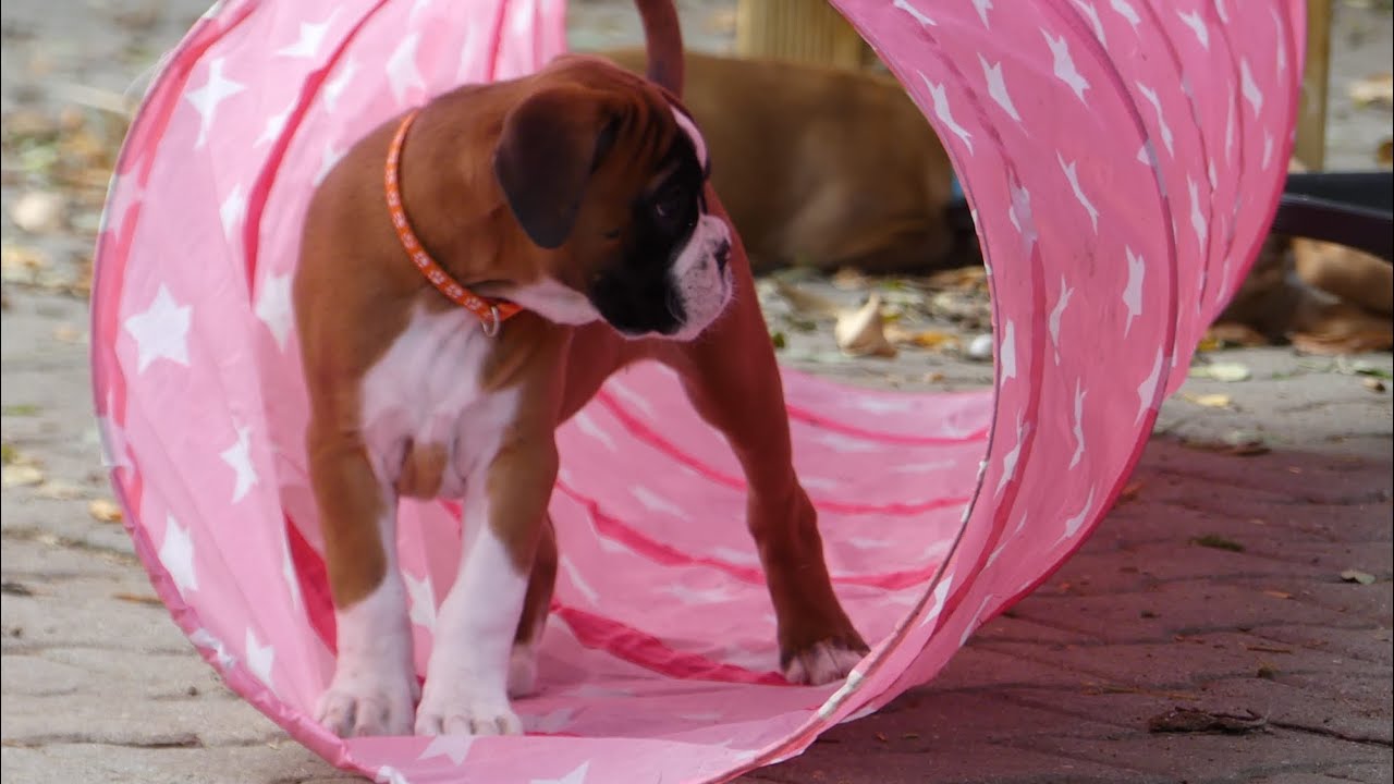 Deutscher Boxer | Welpen | Puppies | Cappa Leonis