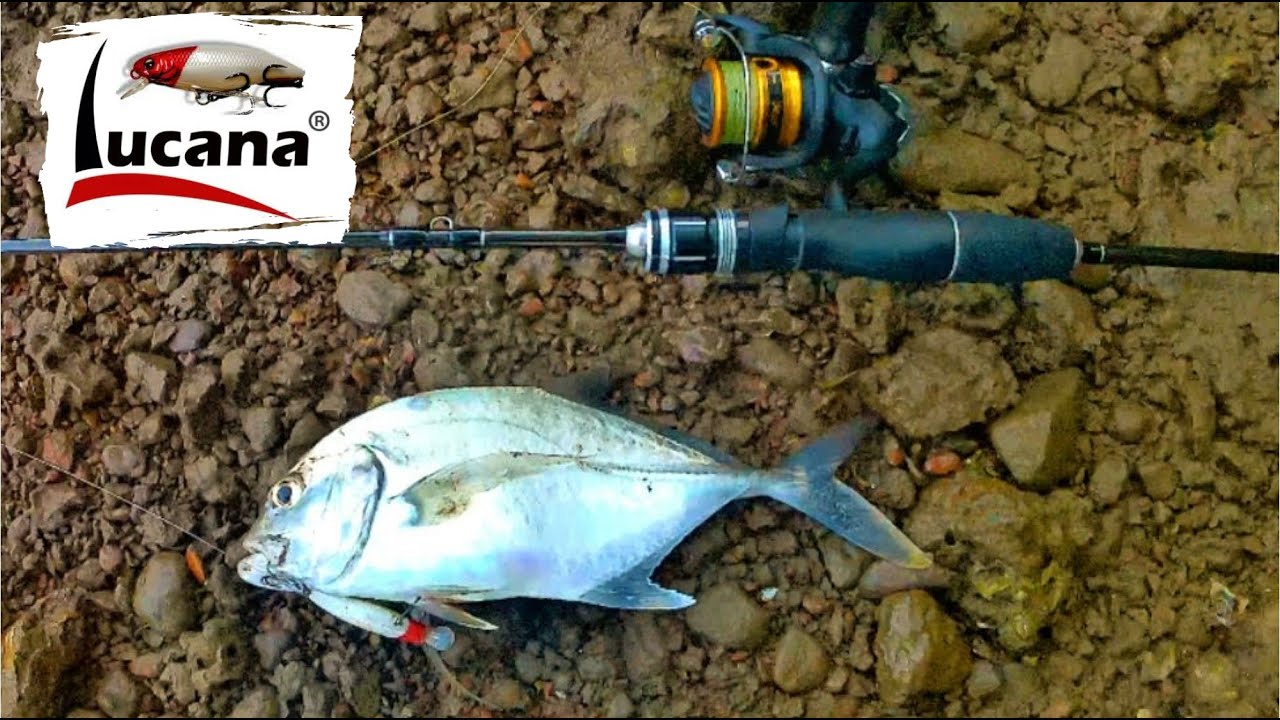Ultralight Fishing  with Lucana Tiny 52 Goa Fishing/India Fishing