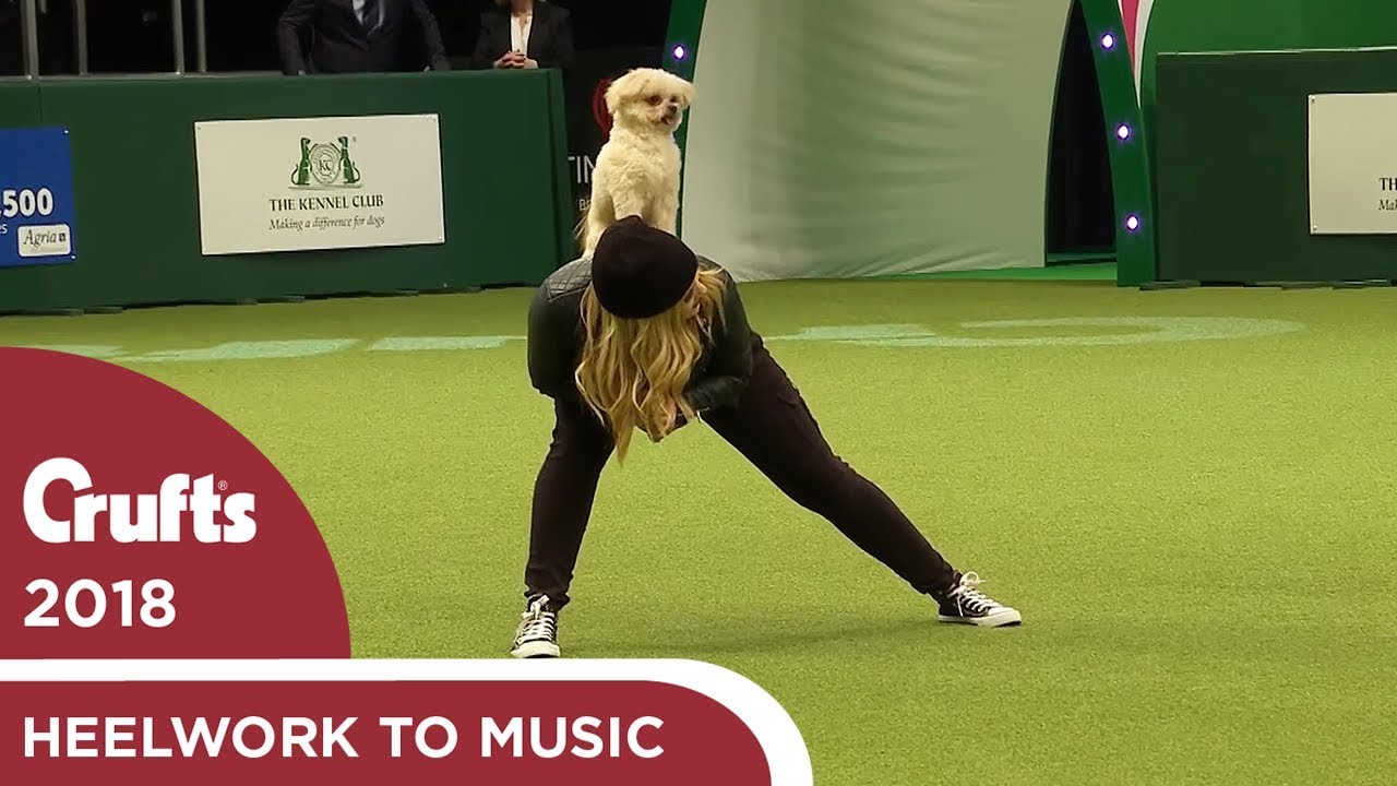 Freestyle Heelwork to Music Competition - Part 2 | Crufts 2018