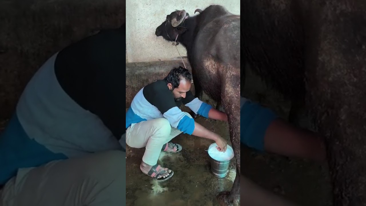 Milking machine no only hend milking Best 👌🏻👍🏻