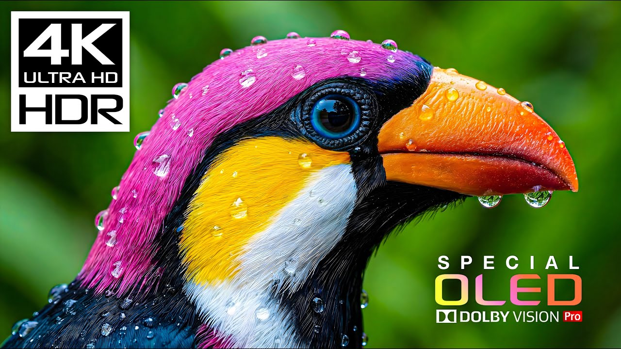 Unseen HDR 4K 60FPS OLED Demo | Dolby Vision 8K/4K Video FOR TV TEST