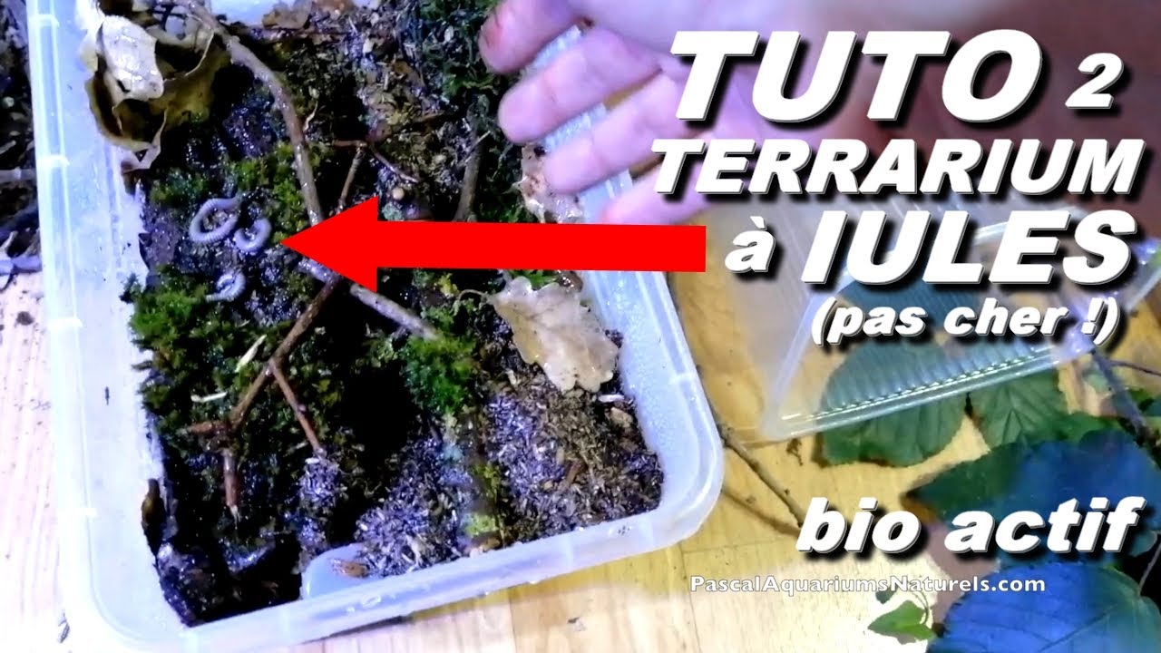 2eme tuto terrarium naturel IULE ! Centrobolus splendidus - Pascal Aquariums Naturels