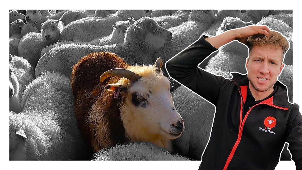 THE WORLD'S TOUGHEST SHEEP....  and they are small!