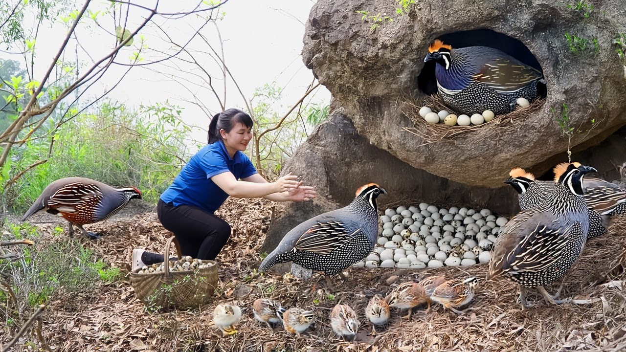 How To Harvest Quail Egg, goes to the market to sell - Harvesting and Cooking |Tieu Vy Daily Life