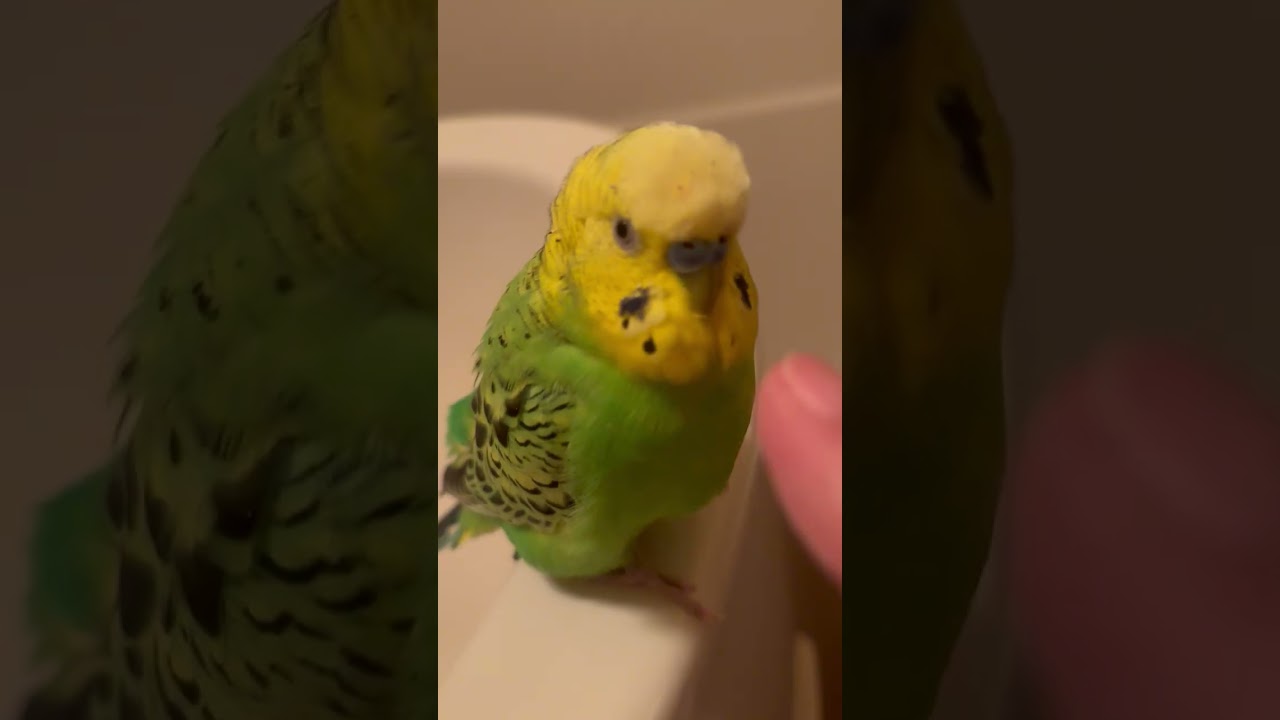 #セキセイインコ 朝イチご機嫌空♥️嬉しくてお利口で人になったそうです😂