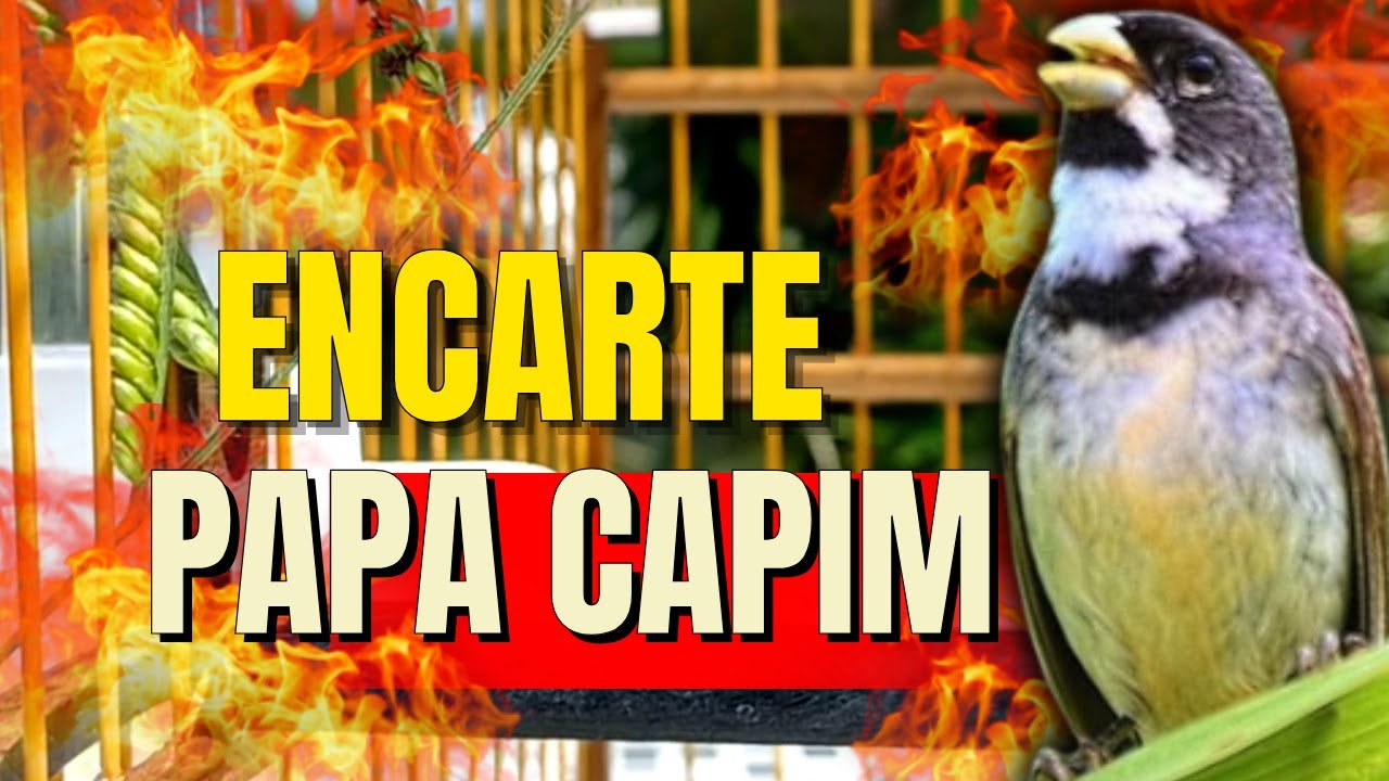 🔴 MELHOR CANTO PAPA-CAPIM FIBRA PARA ENCARTE 🔴 COM FÊMEA DE PAPACAPIM 🔴 TURBINE SEU PAPA-CAPIM 🔴
