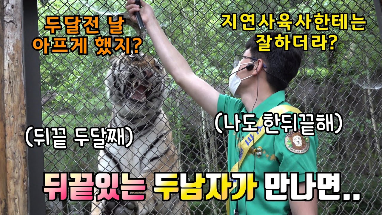 【에버랜드 호랑이 애니멀톡】