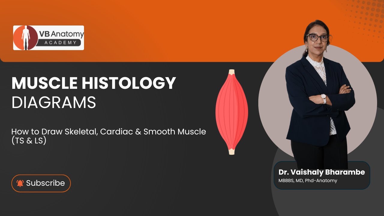 Muscle Histology Diagrams | How to Draw Skeletal, Cardiac & Smooth Muscle (TS & LS)