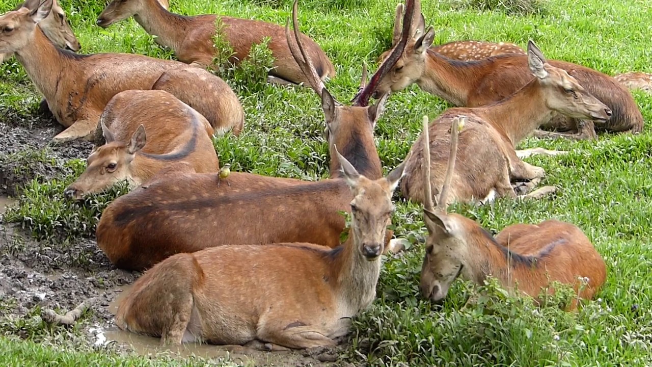 natureza selvagem CERVO NOBRE fauna americana animal animais silvestres wildlife world