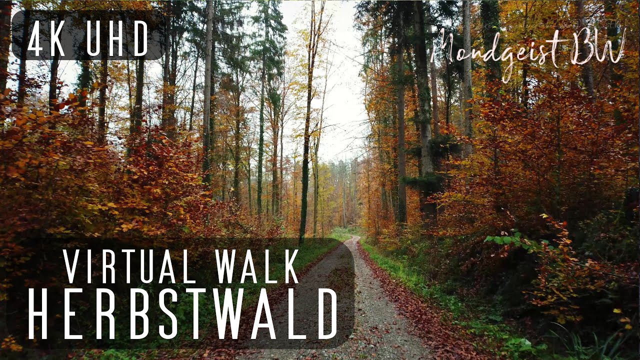 Ein Spaziergang im Herbstwald (4K) | POV Virtual Walk