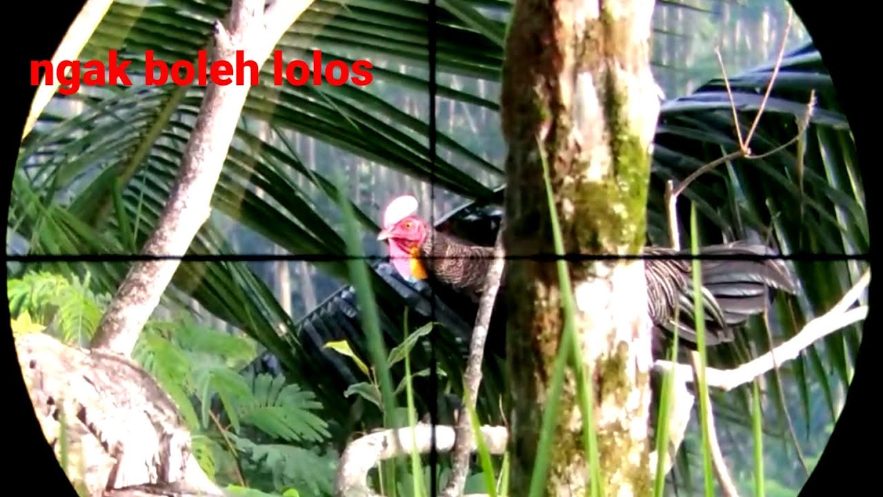 momen kinclong berburu ayam hutan