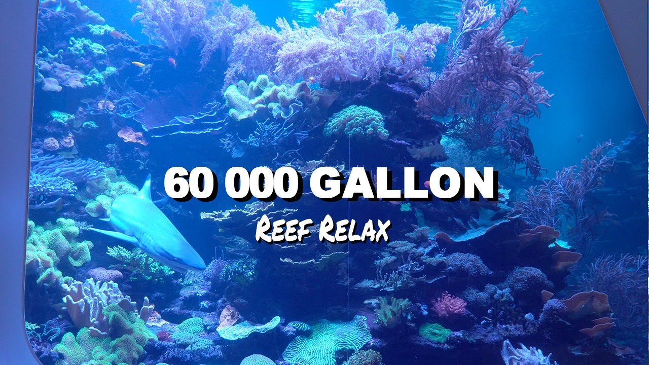 REEF RELAX - Hyper Saltwater Aquarium (240.000 liter) - Naturkundemuseum Karlsruhe