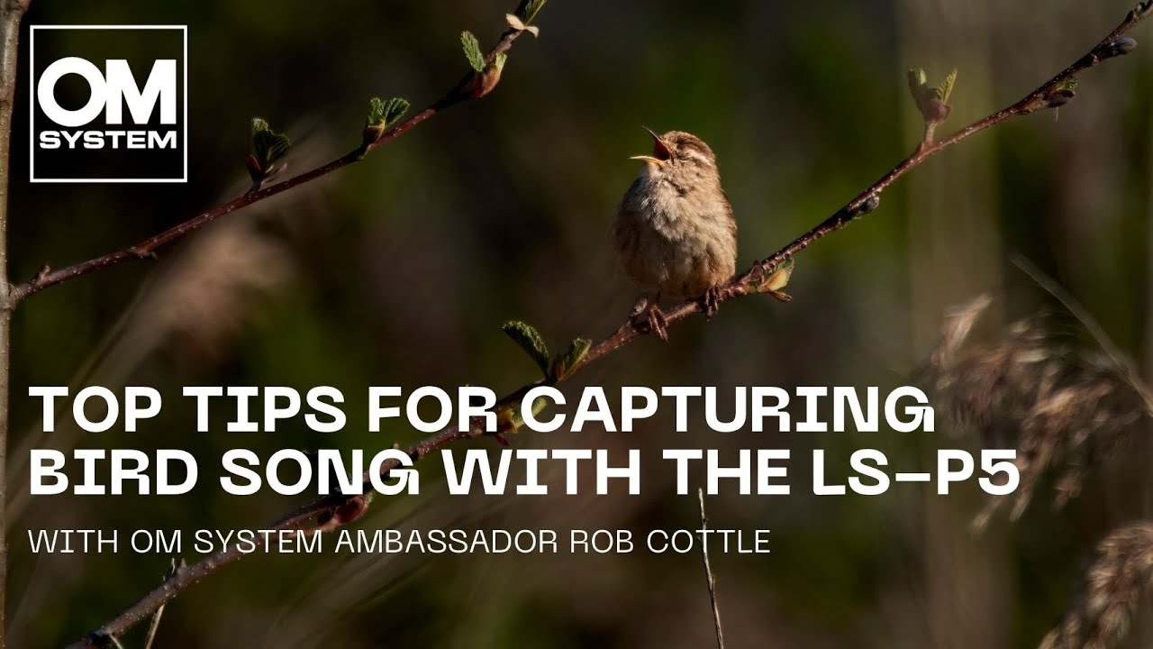 Top Tips for Capturing Bird Song with the OM SYSTEM LS-P5 | With Ambassador Rob Cottle