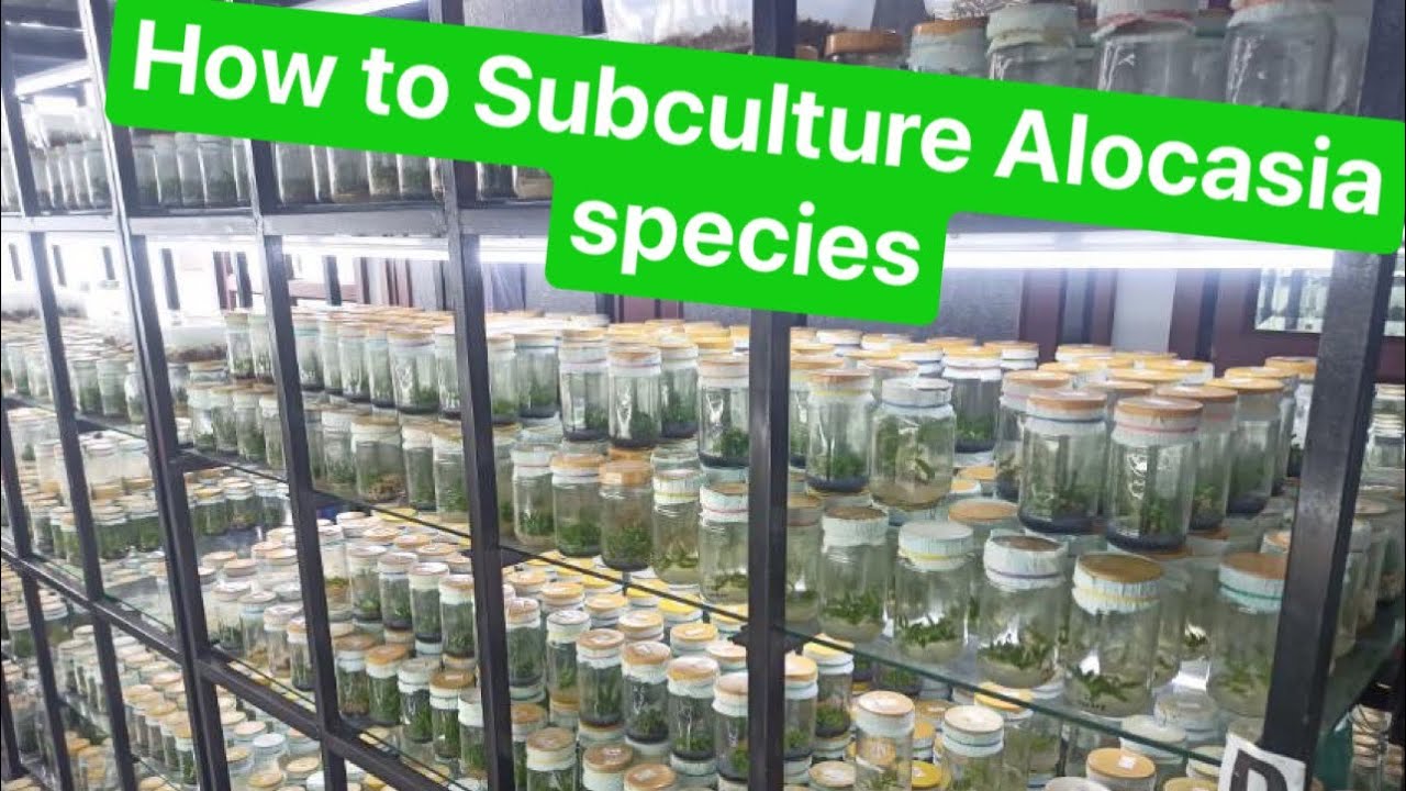 How to Subculture Plant Tissue Culture Alocasia