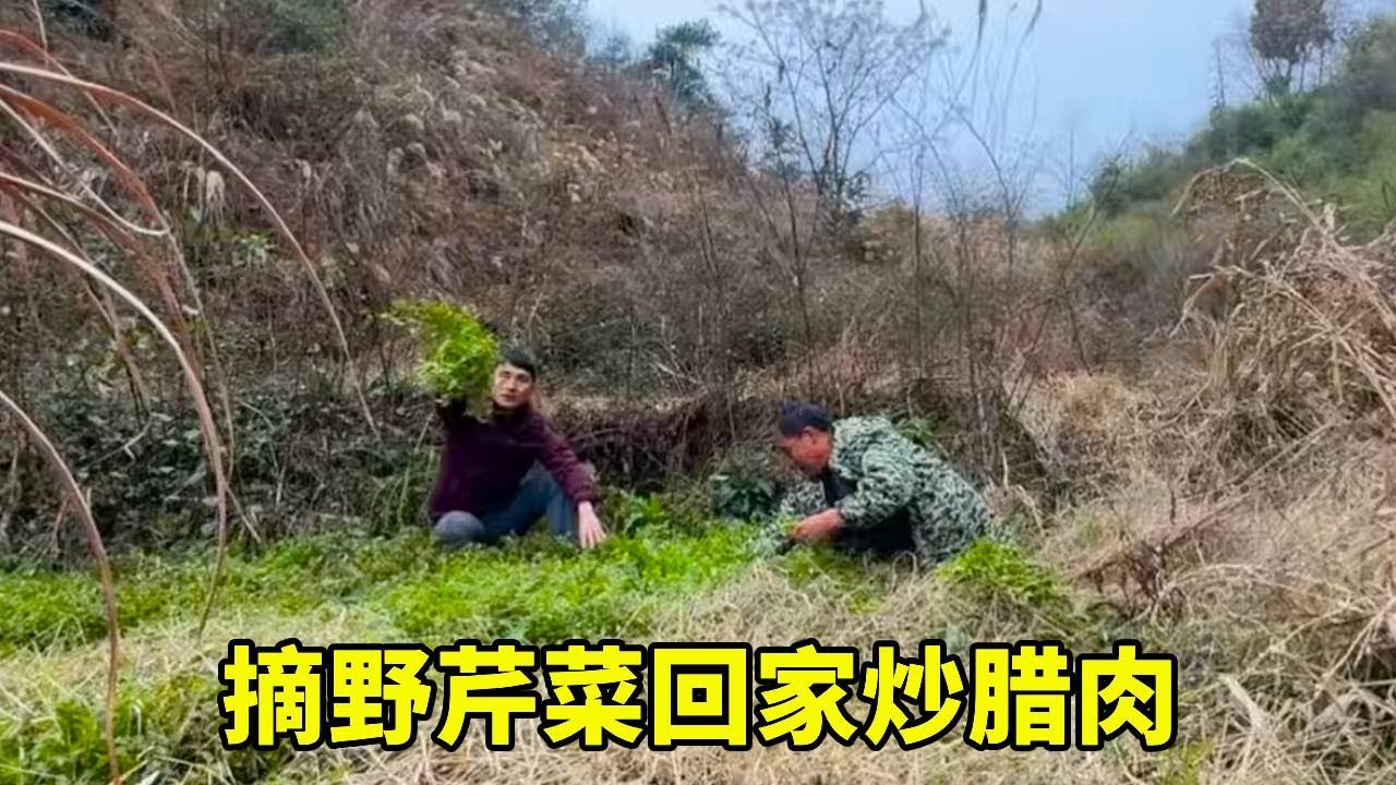 野芹菜长出来啦，摘一把炒腊肉，好吃又有嚼劲【乡野志刚】
