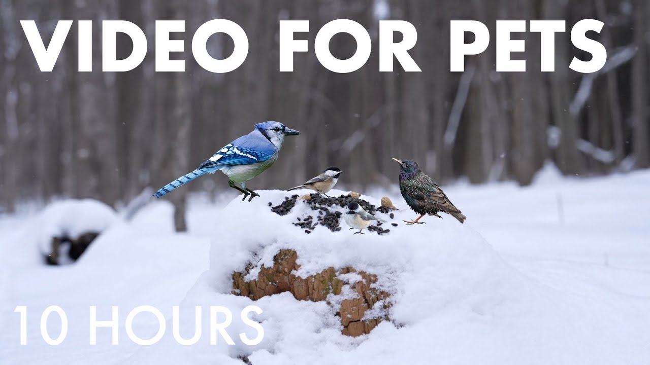 Cat TV for Pets to Watch 🐱 - 10 Hours of Birds, Squirrels and Forest Friends - Feb 03, 2026