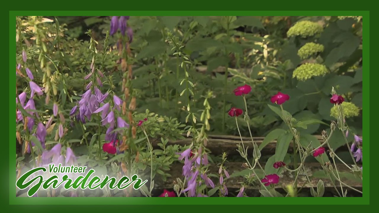 An Evolving Garden | Volunteer Gardener
